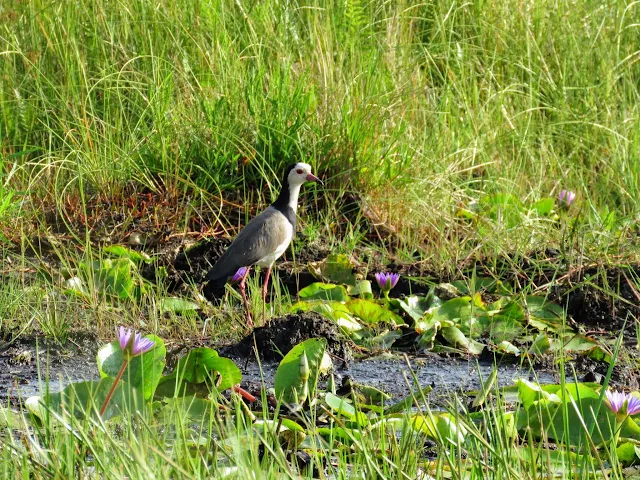Long-toed lapwing on the edge of Lake Victoria in Entebbe, Uganda