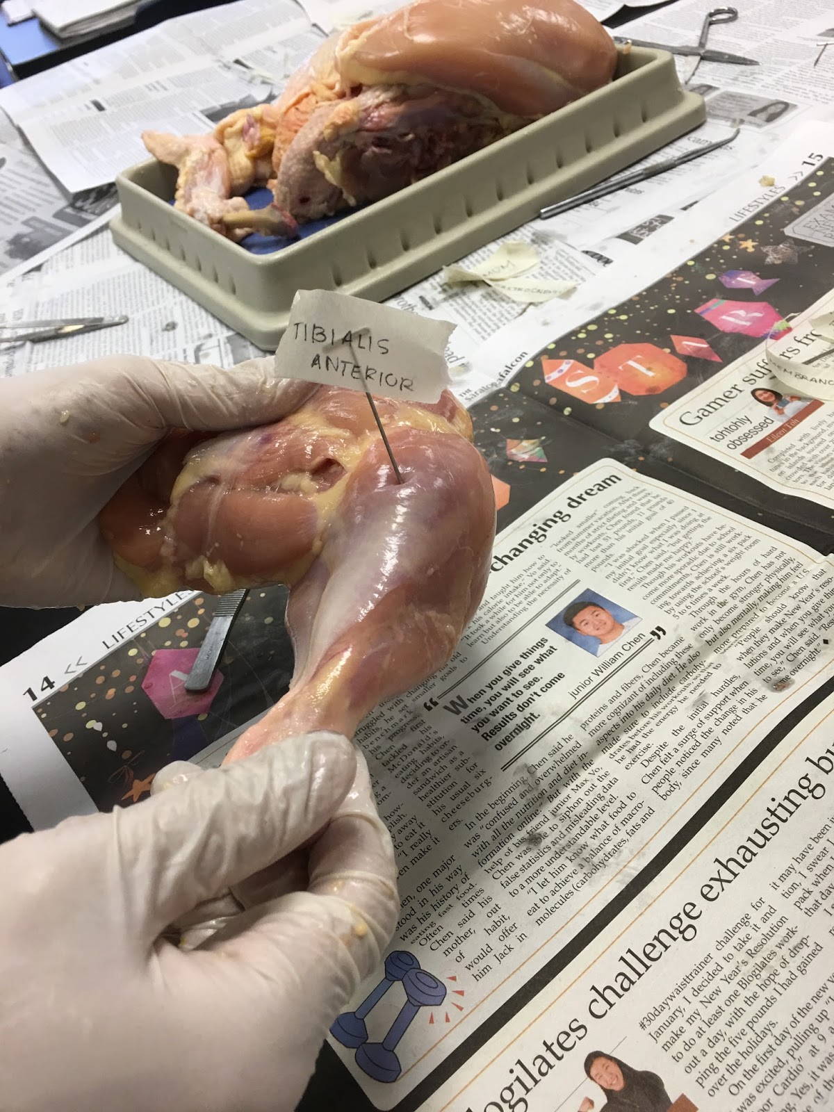 Shreya's Anatomy and Physiology Blog: Chicken Dissection Lab