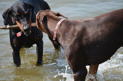 Fetch Competition Photo by Trisha Field