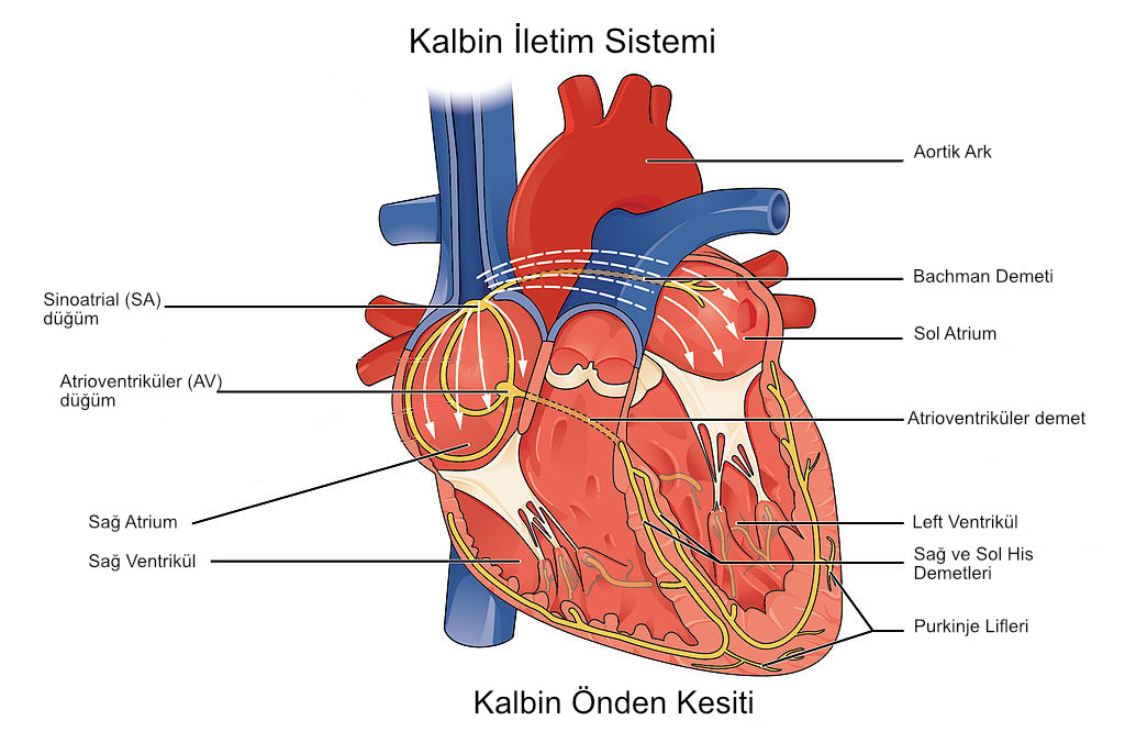 Kalbin Ileti Ve Calisma Sistemi Ekg Ile Anlatim