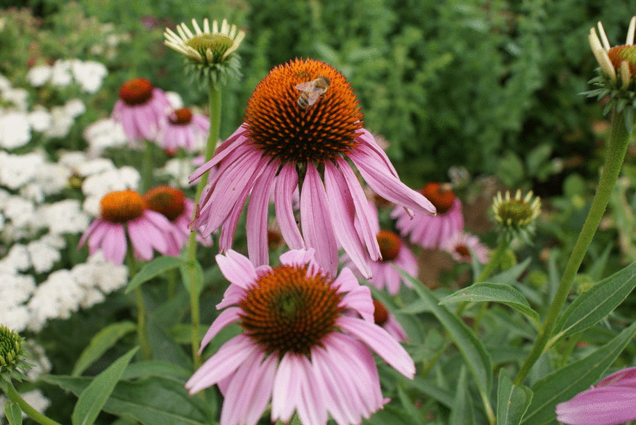Backyard Renaissance with Caleb Warnock From My July Garden )