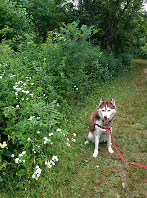 Enjoy the great outdoors, but protect your dog against FLEAS and TICKS with BRAVECTO. #12Bravecto @MerckAH #ad MORE INFO: https://goo.gl/I4K3Xf