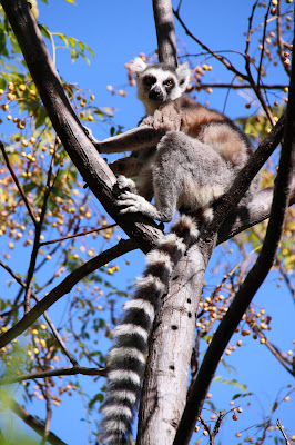 Gayseksi kohtaus alkaen