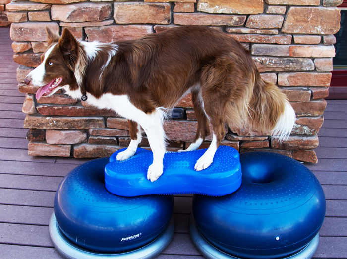 Creating an Enriching Environment for Dogs Australian Dog Lover