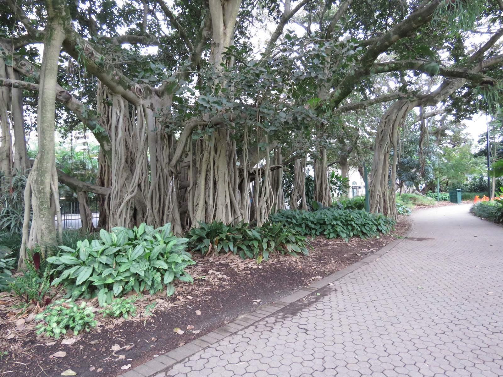 Bird & Travel Photos, Birding Sites, Bird Information BANYAN FIG TREE