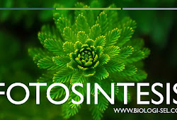 Fotosintesis Pengertian Proses Pdf Dan Gambar Biologi Sel