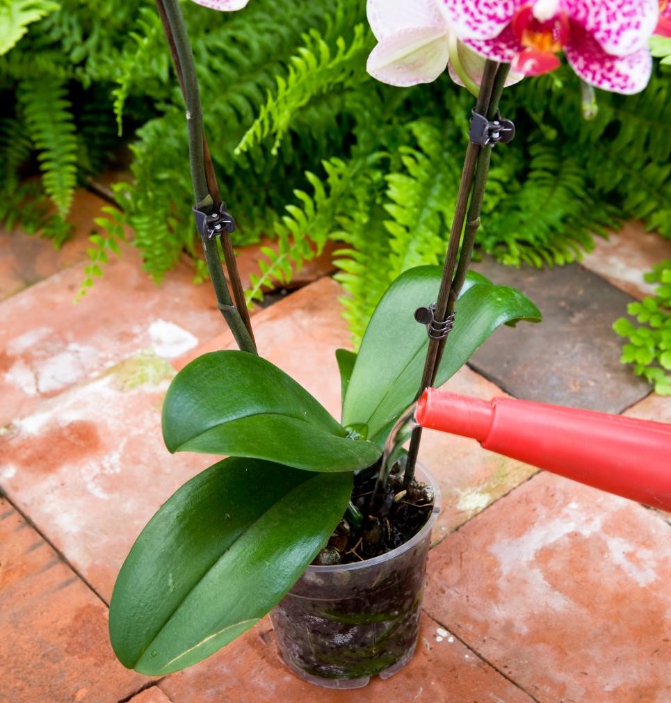 Irrigação de Orquídeas | Orquidário UEL