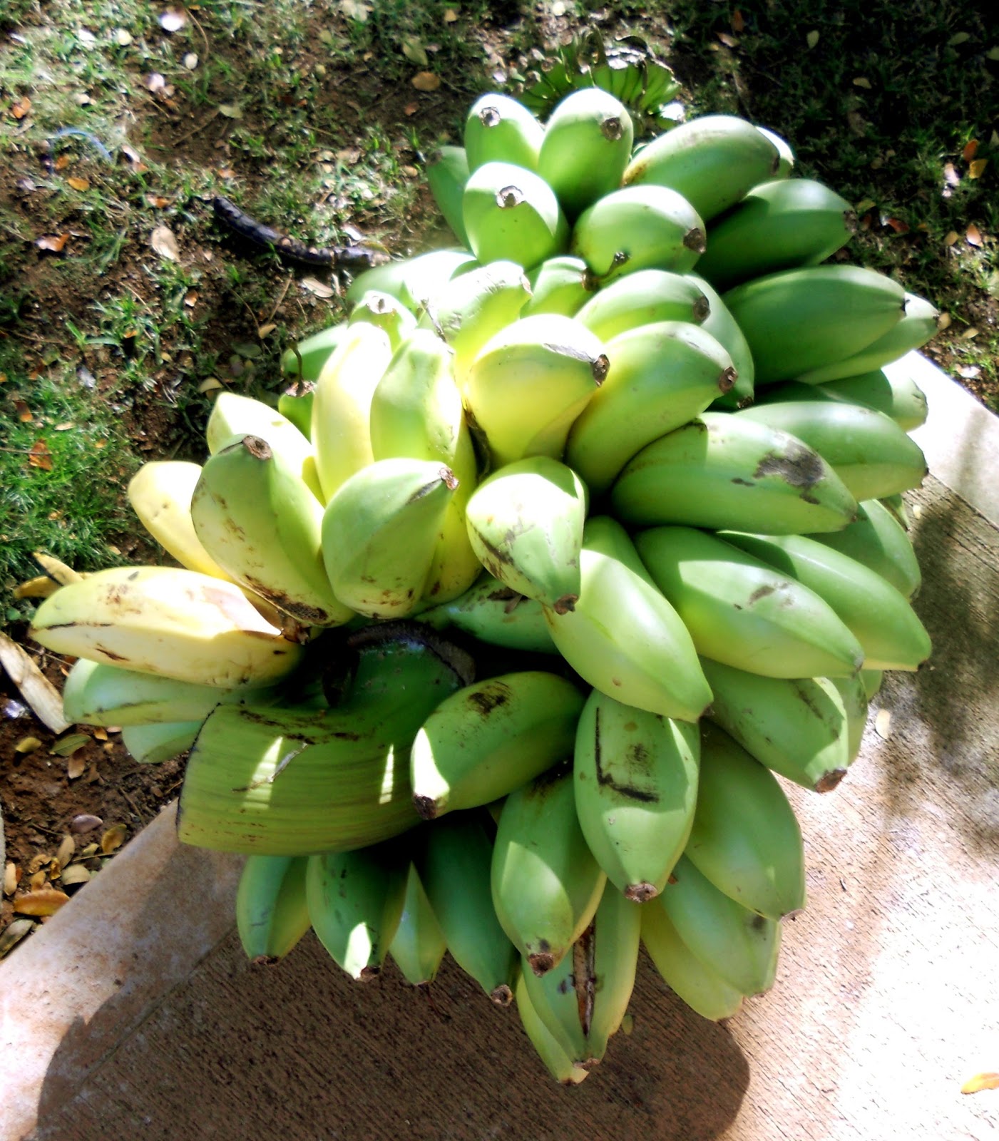 A Kitchen Garden in Kihei Maui Growing Dwarf Red Bananas