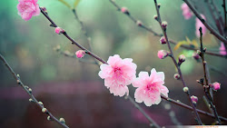 blossom cherry flower flowers asian japanese floral hoa vietnam blossoms peach pink wallpapers viet nam dao dark