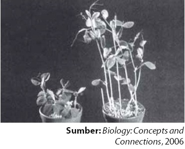 Pengaruh Hormon Sitokinin Yulia Webs