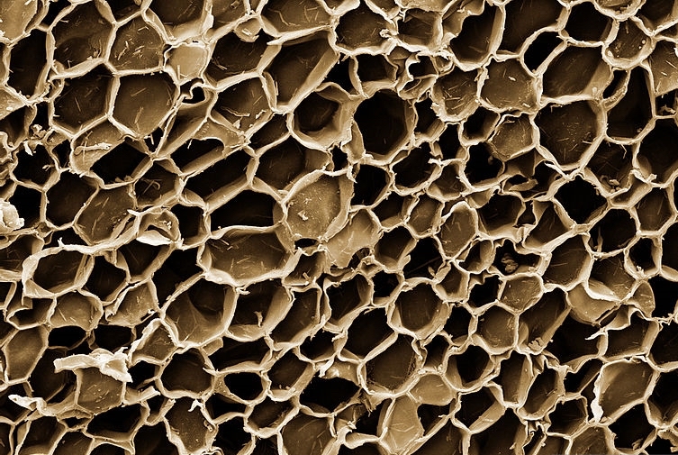 Tissues, Organs, and Systems of Living Things