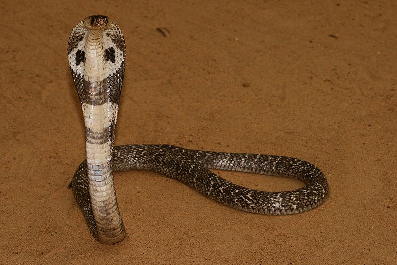 Кобра индии Кобра индии