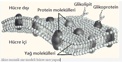 akıcı mozaik zar yapısı hücre modeli