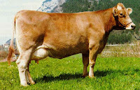 brunasvizzera+vacca