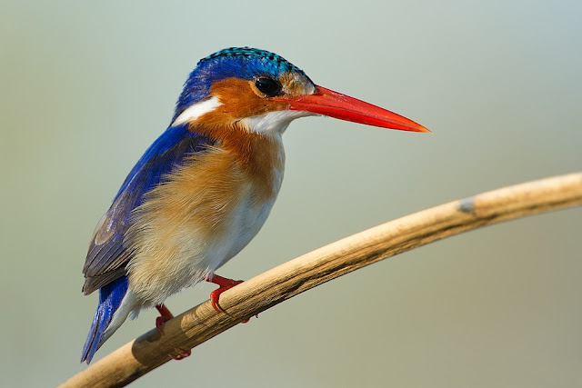 Resultado de imagem para martim-pescador