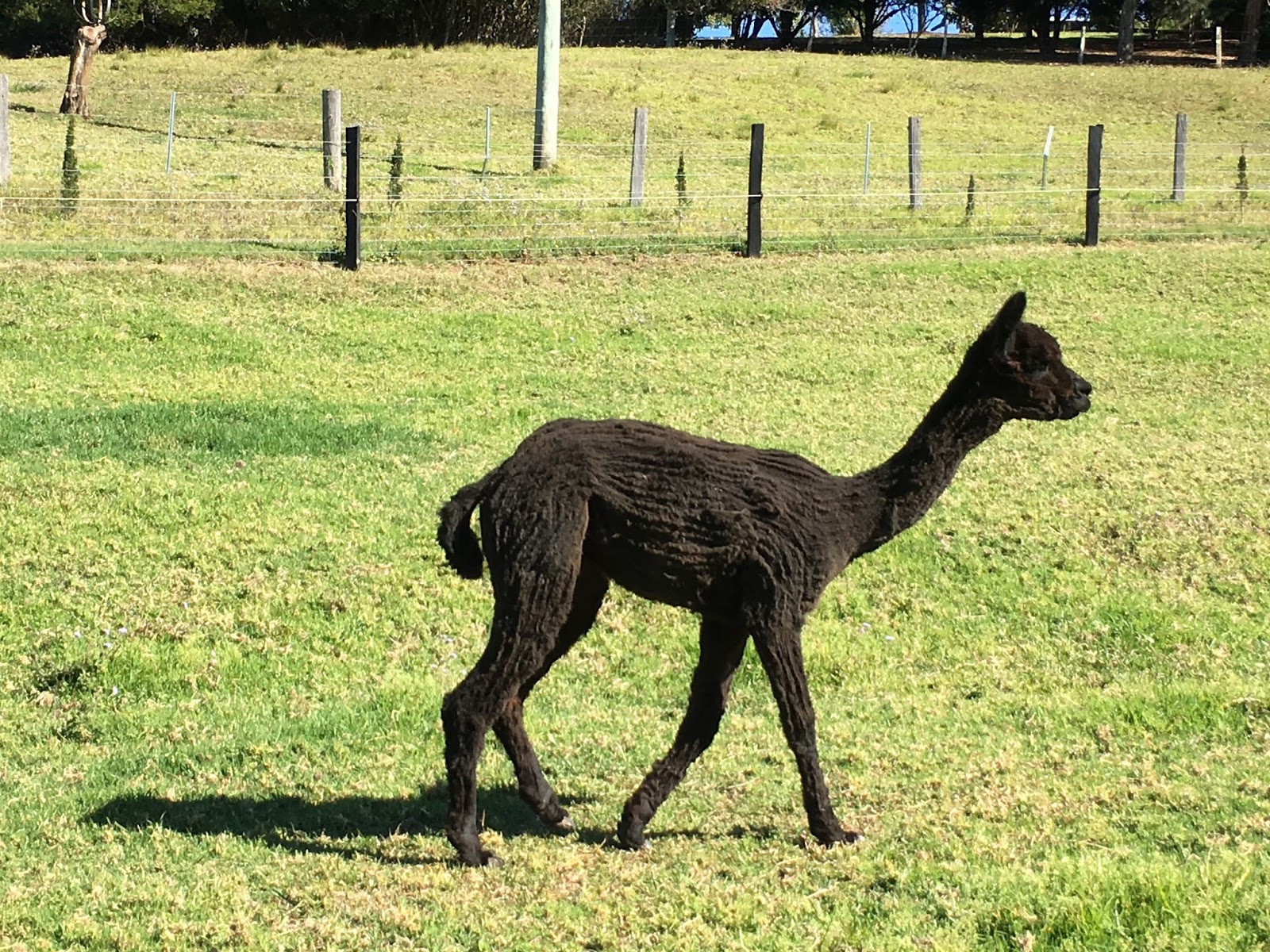 Alpaca Shearing