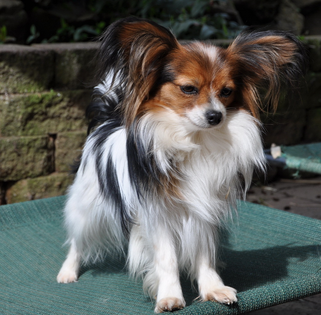 Road's End Papillons : Road's End Fraskati, 1+3/4 Year old Papillon Dog