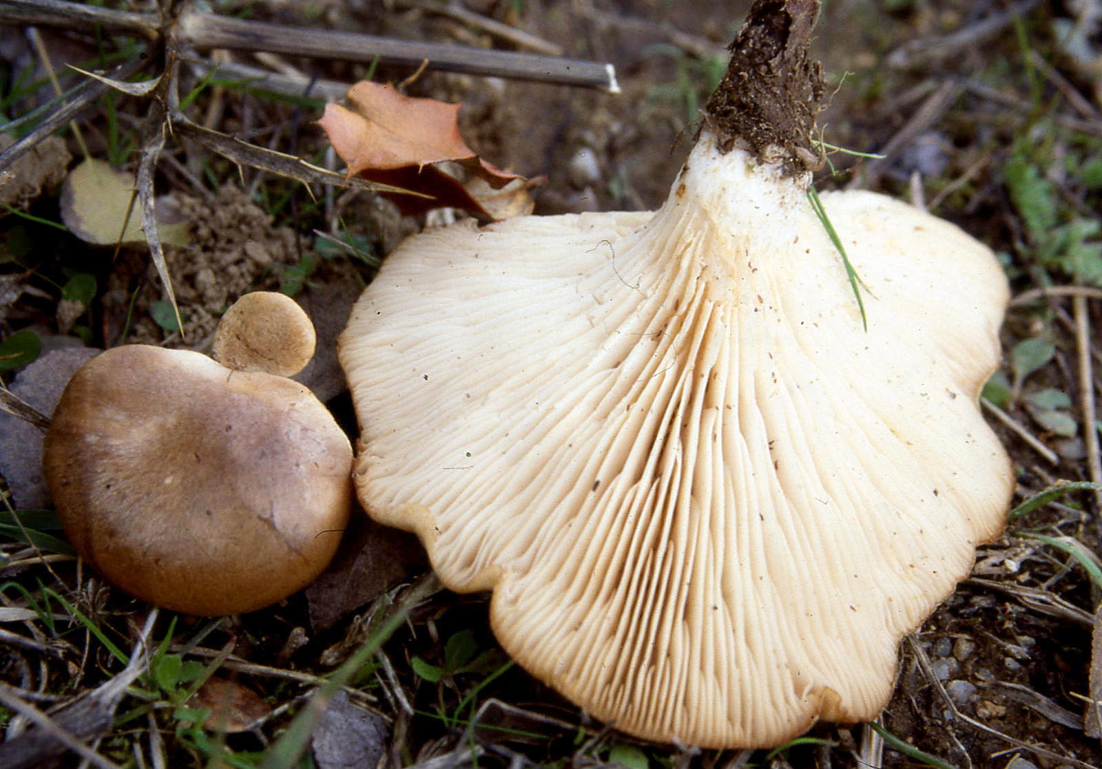 Setas Extremadura Pleurotus Eryngii