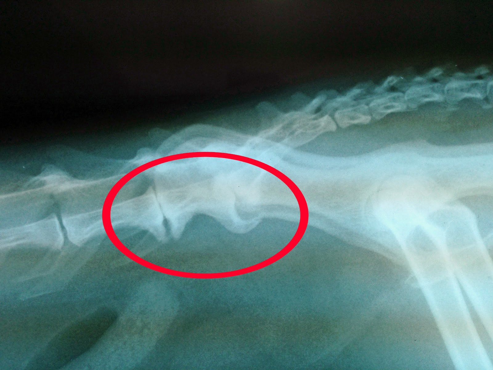Exclusively Cats Veterinary Hospital Blog Feline Arthritis Part 1