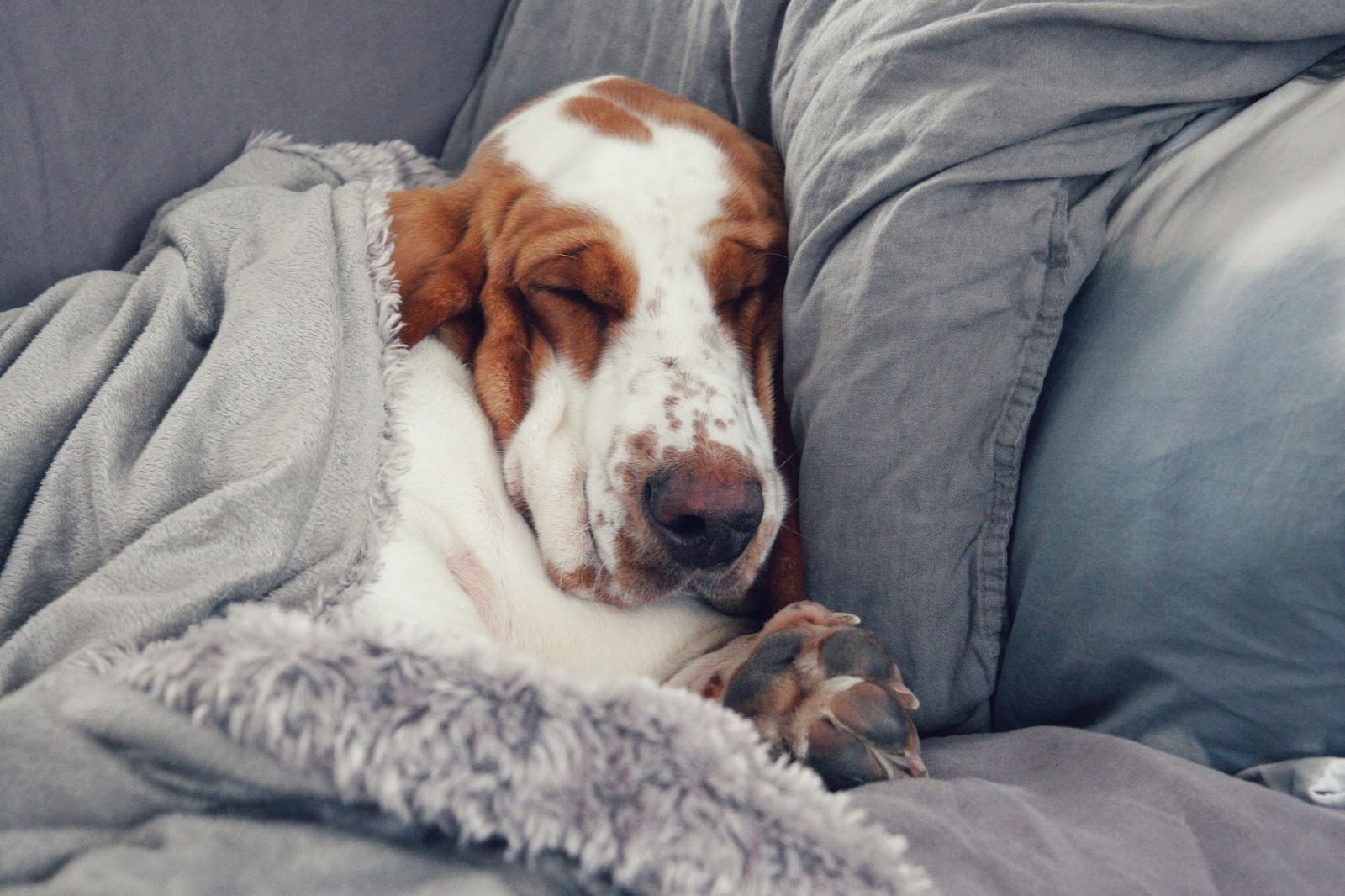 i mari:  att ha en hund som är lite sjuk 