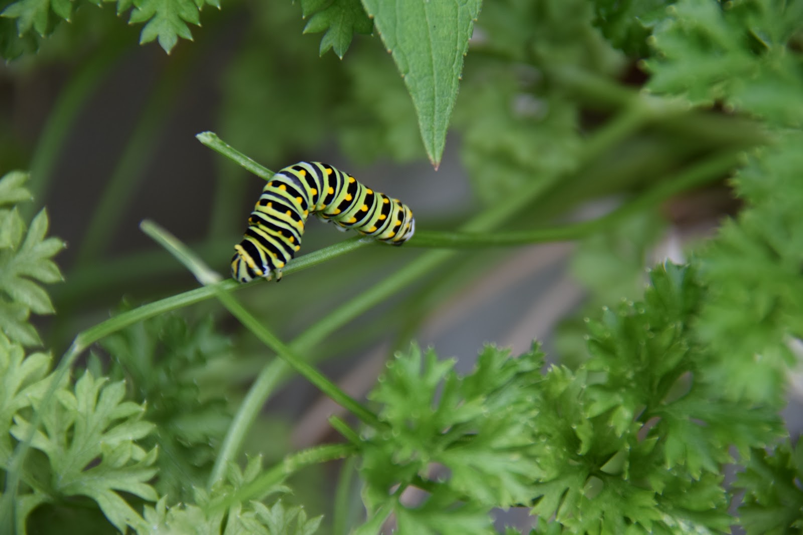 DragonFly Garden Caterpillars in my parsley