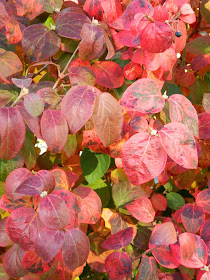 Viburnum carlesii Diana Koreanspice viburnum fall foliage Toronto Botanical Garden by garden muses-not another Toronto gardening blog