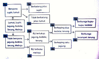 Klasifikasi Dikotom Dan Kunci Determinasi