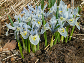 Katharine Hodgkin Iris reticulata Toronto Botanical Garden by garden muses-not another Toronto gardening blog
