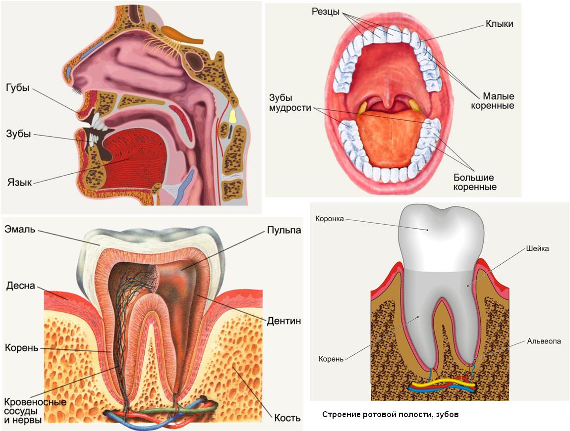 Проект полость рта. Биология 8 класс пищеварение в ротовой полости. Ротовая полость строение анатомия зубов. Пищеварительная система строение зуба. Строение ротовой полости 8 класс биология.