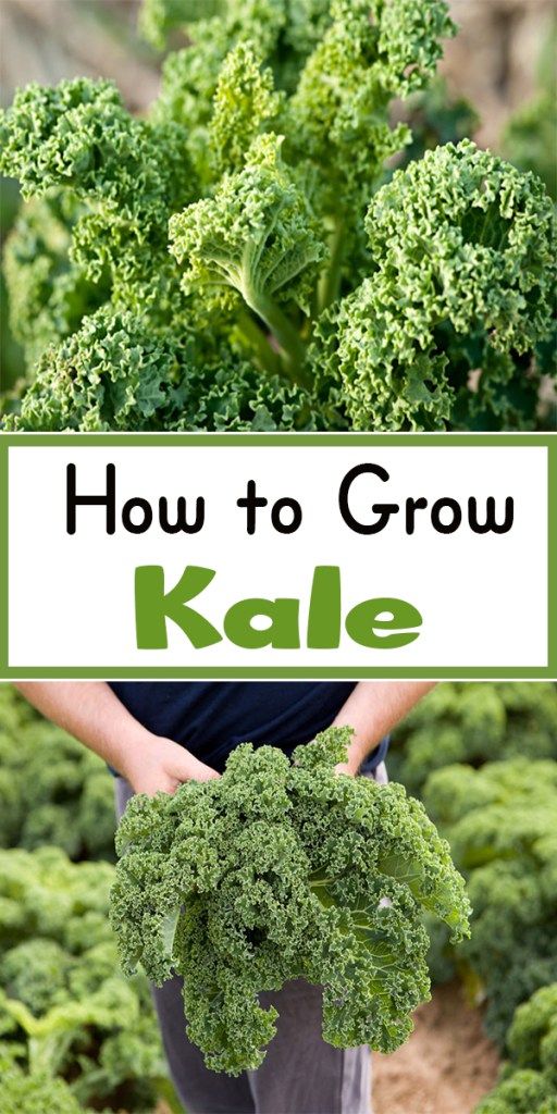 G 4 Gardening How to Grow Kale
