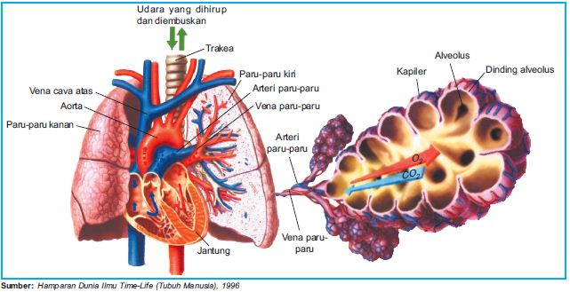 Organ Organ Pernapasan Manusia Hidung Faring Laring Trakea Bronkus Bronkiolus Alveolus Paru Paru