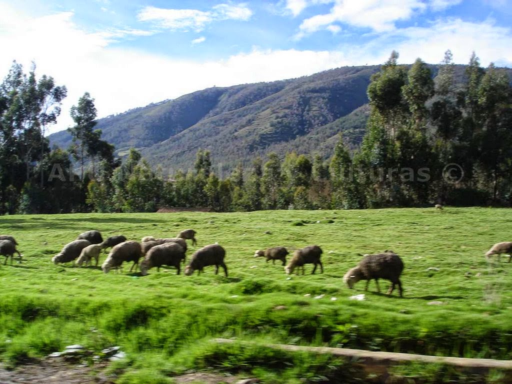 COSAS MIAS...: PERÚ : COSTA, SIERRA Y SELVA