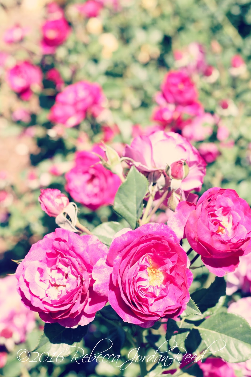 Girl Loves Diy Photography El Paso Municipal Rose Garden