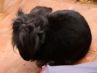 Sassy with her mane being tousled by the wind Sassy with her mane being tousled by the wind