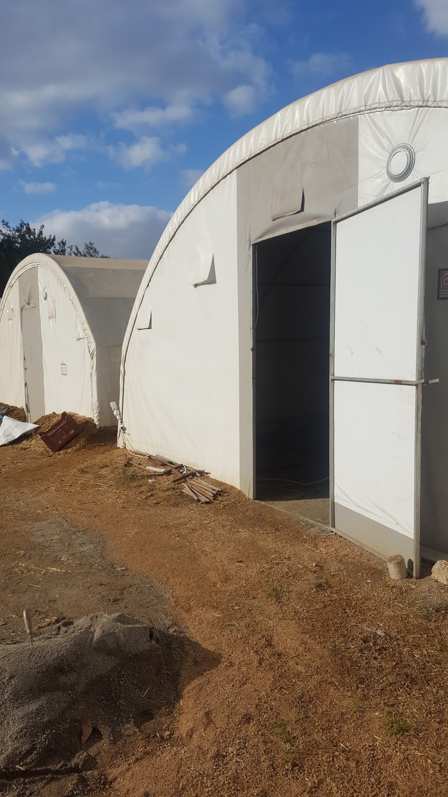 Istanbul Istiridye Mantari