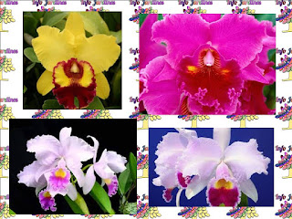 Orquídea Cattleya Características 