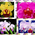 ▷ Orquídea Cattleya Características,  cuidados, problemas e Información General 