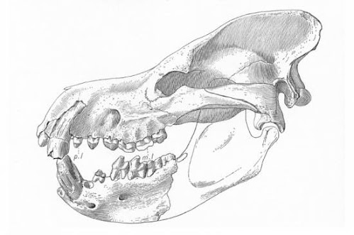 Harpagolestes skull