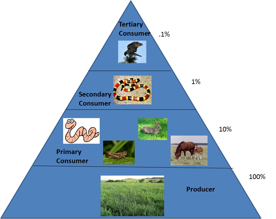 Ecological Food Pyramid