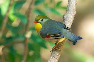 Harga Terbaru Burung Robin Dan Gereja Saat Ini Jelang 2019 Gemar