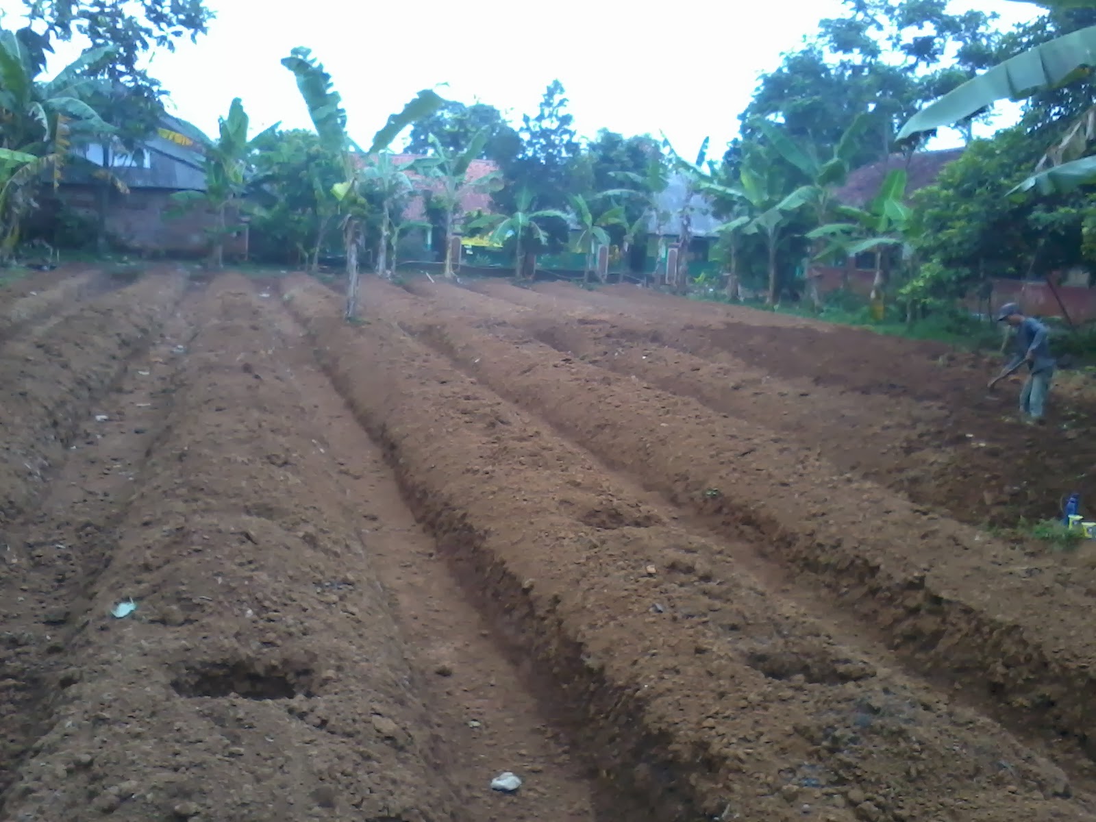 Panduan Jitu Mengoptimalkan Tanah Subur buat Budidaya Pepaya Unggul di Lahan Desa Kuripan Kidul