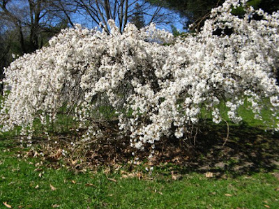 Weeping American plum Prunus americana in bloom at Mount Pleasant Cemetery  by  garden muses: a Toronto gardening blog