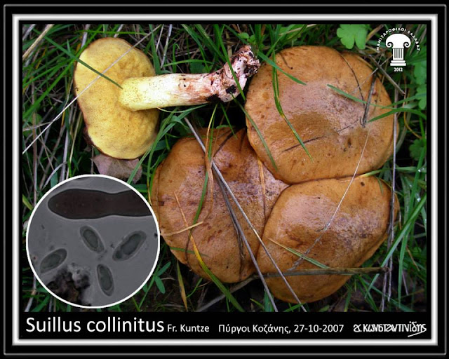 Suillus collinitus Fr. Kuntze