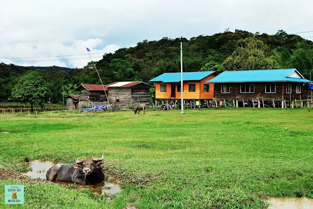 Pa Lungan (Kelabit Highlands), Borneo (Malasia)