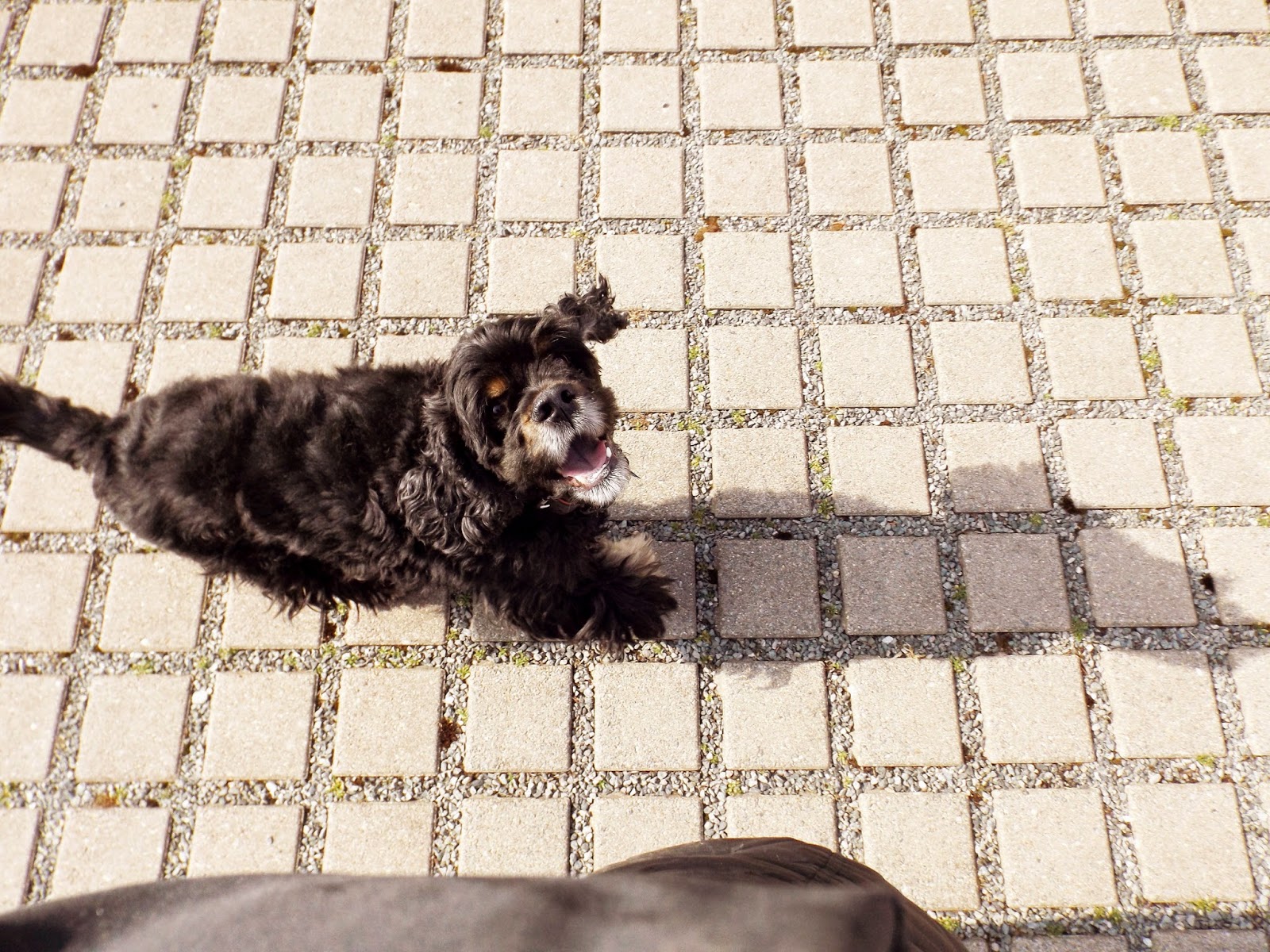 HUNDerterlei A blog about business, lifestyle, fashion, food, dogs