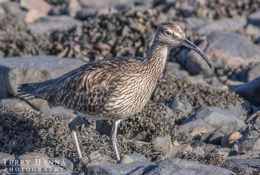 NI Bird Pics Terry Hanna Whimbrel