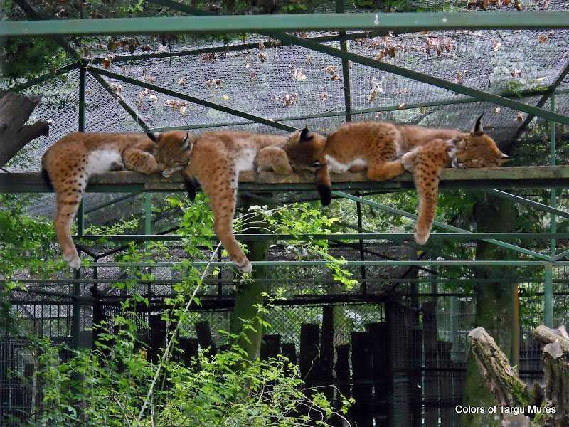 Three lynx kittens sleeping on a wood in captivity (Targu Mures ZOO). Cei trei rasi. Gradina Zoologica Tirgu Mures.