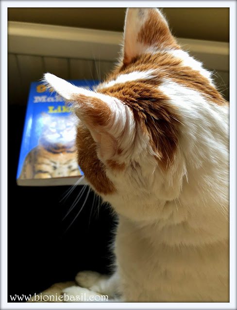 Amber's Book Reviews 97 Ways to Make a Cat Like You by Carol Kaufmann @BionicBasil® Feline Fiction on Fridays