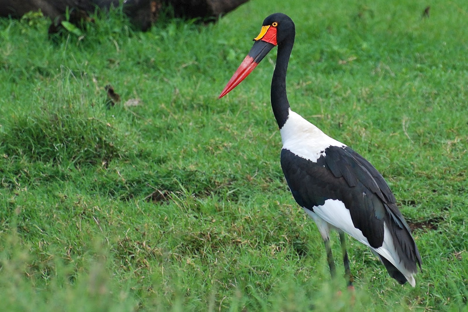 Our Adventures Favourite Kenyan birds...