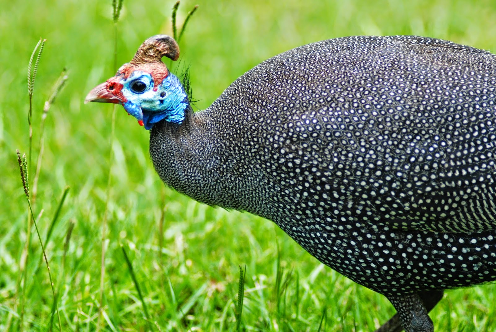 GUINEA FOWL photos - wallpapers | the fun bank